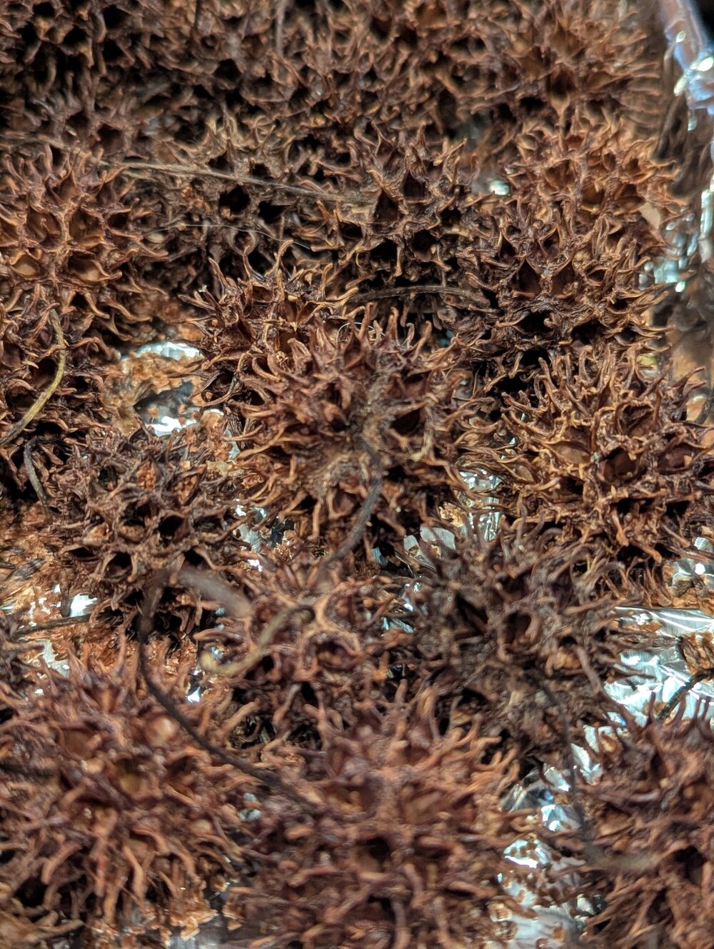 Organic Sweetgum Pods / Witches' Burrs for Crafting or Natural Home Decor